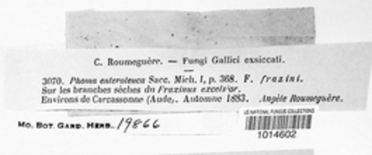 Plenodomus enteroleucus image